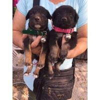ราคา ขายลูกผสมอัลเซเชียนผสมร็อดไวเลอตัวเมีย2ตัวจัดส่ง (360912557)