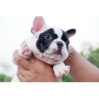 ราคา เฟรนช์บูลด็อก เพศเมีย พร้อมใบเพด ราคาแบ่งปัน (360870778)