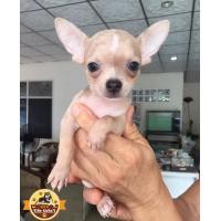 ราคา เด็กชายชิวาวา ขนสั้น สีไลแลคเมอร์ ไซส์เล็ก หล่อมีเสน่ห์ (360871335)