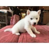 ราคา เปิดจองลูกไซบีเรียนฮักกี้ ตอนนี้อายุ 29 วัน (360870463)