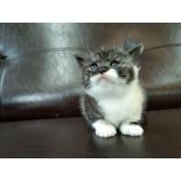ราคา เปิดจองลูกแมว scottish fold เพศหญิง (360870141)