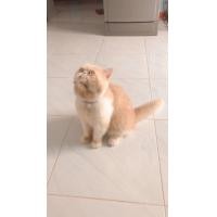 ราคา แมว exotic Shothair เพศผู้ อายุ 1 ปี 2 เดือน (360860743)