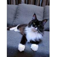 ราคา ขาย แมวเมนคูนแท้ เพศเมีย ทำหมันแล้ว น้องเชื่องขี้อ้อนสุดๆ (360857823)
