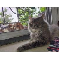 ราคา เปอร์เซียพ่อพันธุ์ (360857021)