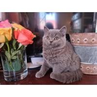 ราคา British Shorthair WCF พ่อ-เเม่นำเข้า พร้อมเข้าโรงเรียน (360872513)