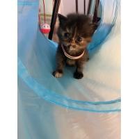 ราคา เปอร์เซียเเท้ (360860794)