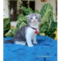 ราคา ❌ย้ายบ้านแล้ว❌สก็อตติชโฟลด์ (360018716)