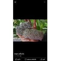 ราคา เข็มขัดเงินแท้ (มือสอง) (360919633)