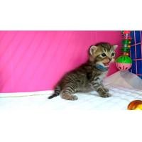 ราคา เด็กชายสก็อตติชสีบราว์แท็บบี้หูตั้ง (360879853)