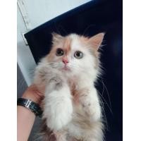 ราคา สก๊อ​ตติ​ช​โฟล​ ผสม​เปอร์เซีย​ (360879625)