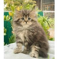 ราคา สก็อตติชโฟลด์ หูตั้ง เพศชาย รายละเอียดตามโพส (360875560)