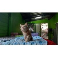 ราคา แมว scottish fold (360874745)