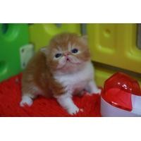 ราคา เปิดจองเปอเซียแท้หน้าบี้เพศผู้ (360872945)