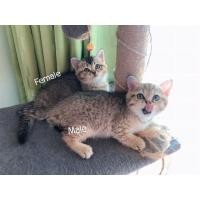 ราคา แมวสก็อตติชโฟล์ดแท้ ถามรายละเอียด ib ครับ (360873912)