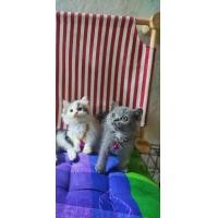 ราคา สก็อตติชโฟร์ (360870895)