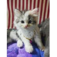 ราคา แมวสก็อตติช (360873099)