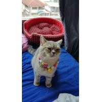 ราคา แมวบริติชช๊อตแฮร์แท้พร้อมใบเพ็ทwcf (360372605)