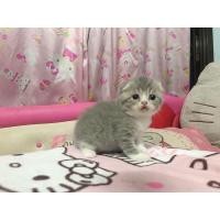 ราคา ❌ติดจอง❌ลูกครึ่งสก้อตติชโฟลด์เอ็กโซติก (360799306)