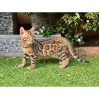ราคา แมวเบงกอล เพศผู้ เกรดบรีด (360679300)