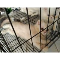 ราคา เปอร์เซีย​แท้​ (360925543)