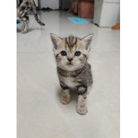 ราคา ลูกแมว สก็อตติช พร้อมย้าย (360924927)