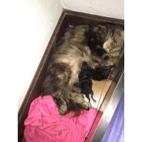 ราคา เปอร์เซียแม่และลูกยกคอก (360924465)