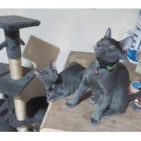 ราคา แมวไทยสีสวาดพันธุ์แท้ (360923554)