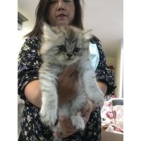 ราคา แมวเปอเซีย (360923154)