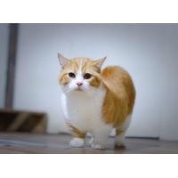 ราคา พ่อพันธุ์แมวขาสั้น Munchkin Male (360921871)