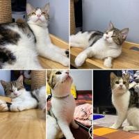 ราคา สก็อตติชหูตั้ง5เดือน (360920661)