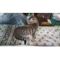 ราคา เบงกอล เพศผู้ (360919383)