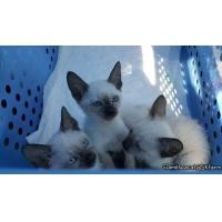 ราคา (ลูกแมววิเชียรมาศ) (360919241)