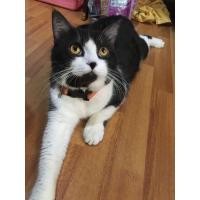 ราคา น้องแมวสก๊อตติสผสมช๊อตแฮร์ (360916549)