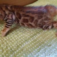 ราคา เบงกอล (360916943)