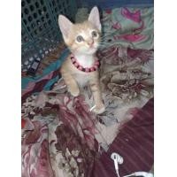 ราคา หาบ้านให้น้องค่ะ แมวเป็นแมวบ้านพ่อเป็นแมวบ้านผสมเปอร์เซีย (360912632)