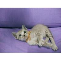 ราคา วิเชียรมาศผสม (360906112)