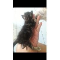 ราคา อเมริกันช็อตแฮร์ผสมเปอร์เชียเบาๆๆเข้ามาทักกันได้จ้า (360907659)