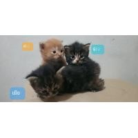 ราคา เปิดจองลูกแมว เมนคูนผสมเปอร์เชีย (360905560)