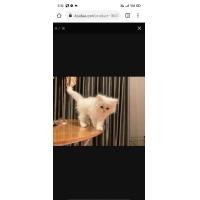 ราคา ขายลูกแมวพันธ์เปอร์เซียแท้ อายุ2เดือน (360903728)