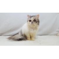 ราคา ขายแมวเปอร์เซีย สีแวนสามสีไดรูท เพศเมีย 4 เดือนกว่า (360903021)
