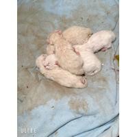 ราคา แมวเปอร์เซีย (360901439)