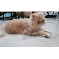 ราคา แม่พันธุ์​เปอร์เซียหน้าบี้ (360897684)