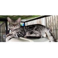 ราคา ขายแมวอเมริกันช็อตแฮร์ เพศผู้ อายุ 10เดือน (360894541)