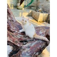 ราคา Exotic (360896455)