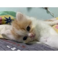 ราคา เปอร์เซียแท้ รับประกันความน่ารักค่ะ (360891616)