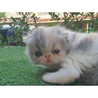 ราคา แมวเอ็กโซติกเพศเมีย (360889362)