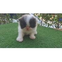 ราคา แมวเอ็กโซติกเพศผู้ (360889388)
