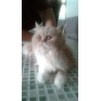 ราคา แม่พันธ์เปอร์เซียแท้อายุ1ปี (360889940)