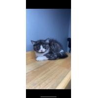 ราคา สก็อตติชโฟล์ด (360886284)