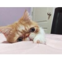 ราคา ขายแมว Exotic Shorthair (360884498)